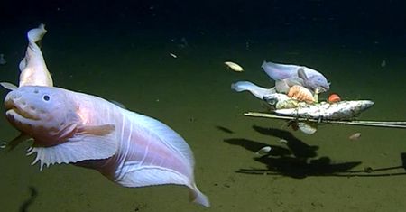 Sensacja na dnie oceanu. Naukowcy mówią o nowym rekordzie