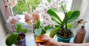 Wystarczą 4 kostki do doniczki. Storczyk odwdzięczy się nowymi pąkami