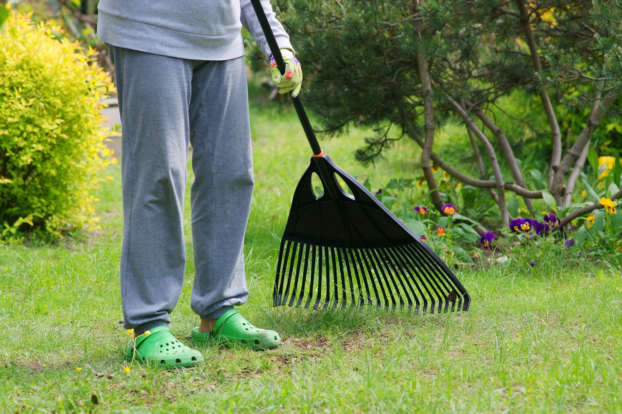 Coffee grounds: Your autumn secret for a lush, pest-free lawn