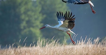 Setki bocianów już nad Egiptem. Polacy dzielą się nagraniami z wakacji