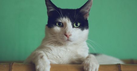 "Podatek od kota" - nie ma go w prawie, a trzeba płacić. O co chodzi?