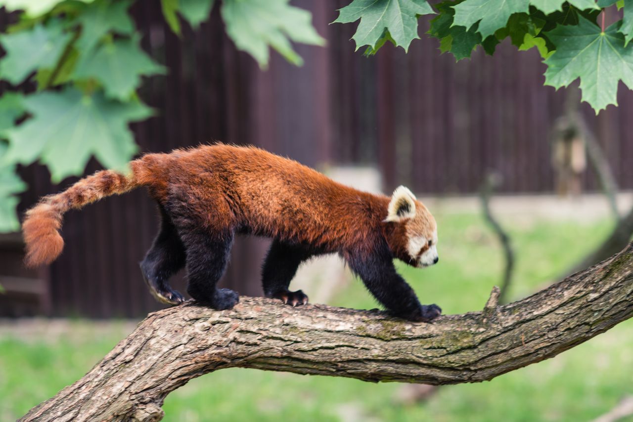 Chorzów: Panda ruda Kabru opuszcza śląskie zoo. Rusza do Amsterdamu