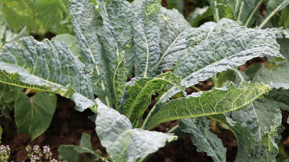 Jarmuż toskański to źródło błonnika i przeciwutleniaczy