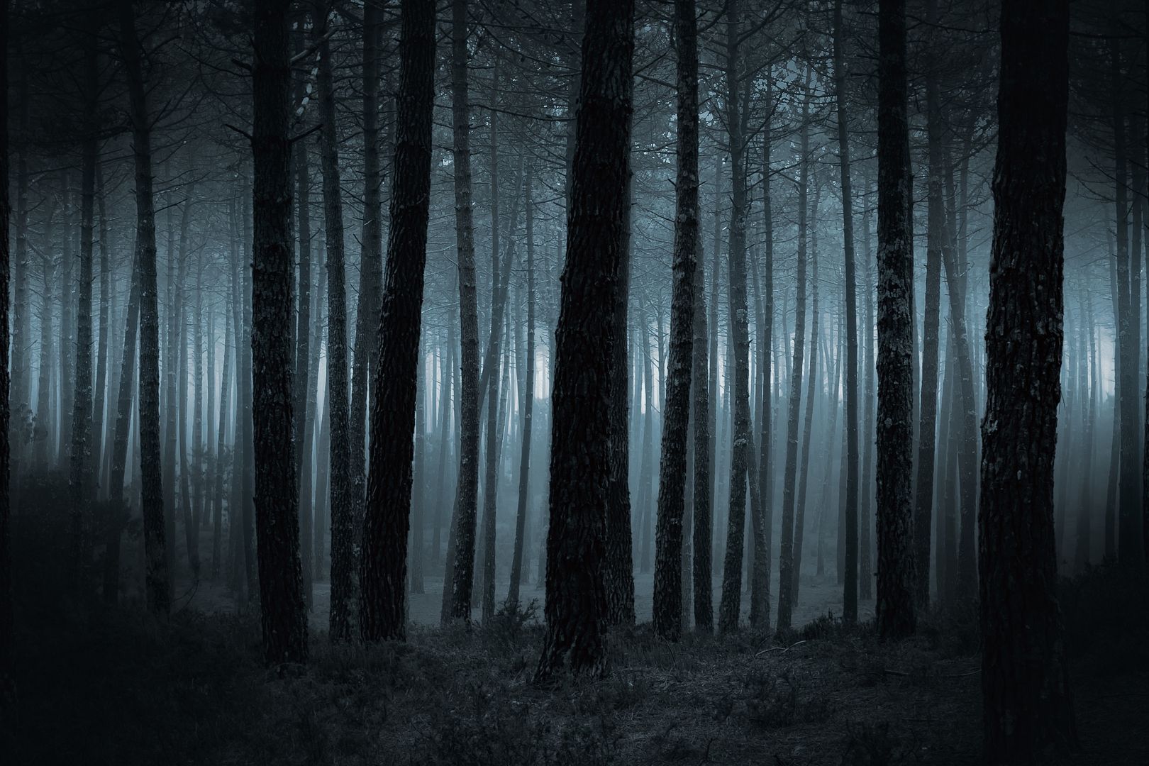 Las nocą - zdjęcie ilustracyjne
