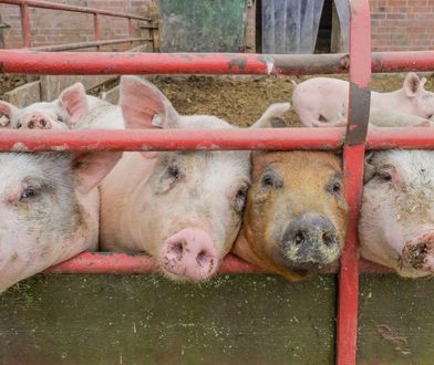 Polska wprowadza zakaz. Embargo na produkty z dwóch krajów UE