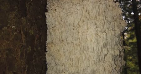 Gigantyczny grzyb. Zdjęcia z Polski. Widzieliście kiedyś coś takiego?