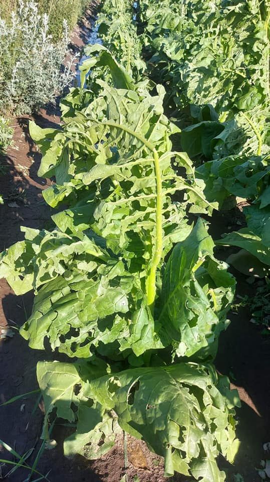 Zniszczone gradobiciem uprawy w miejscowości Czarnystok