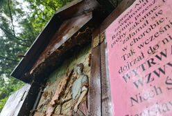 Tam ukryły się szerszenie. Zaatakowały polskich pielgrzymów