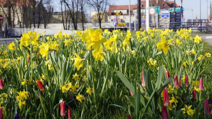 Gliwice. W mieście nasadzono tysiące nowych drzew, krzewów i kwiatów.