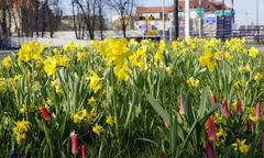 Gliwice. Szary Śląsk? Miasto nasadziło 83 tysiące roślin