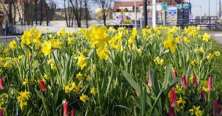 Gliwice. Szary Śląsk? Miasto nasadziło 83 tysiące roślin