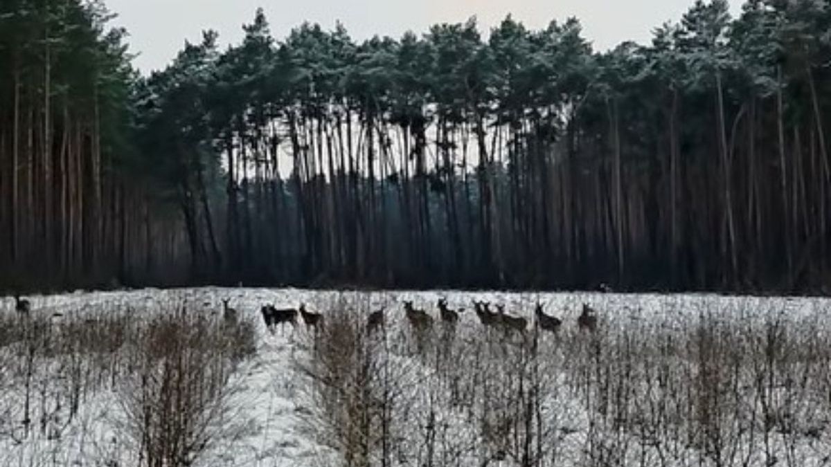 Zimowe życie lasu uchwycone przez leśników