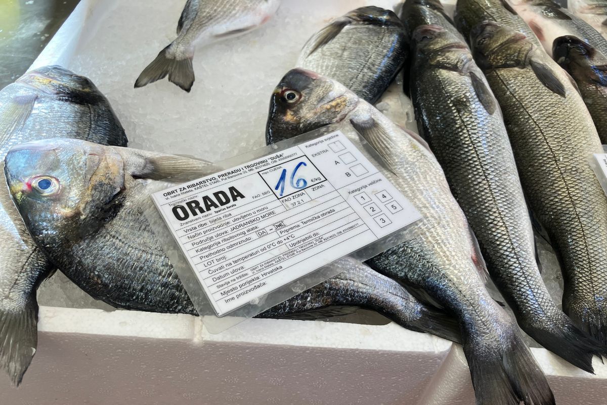 Dorada to najpopularniejsza chorwacka ryba
