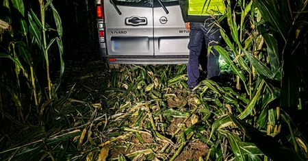 Pościg zakończył się w polu kukurydzy. Kierowcy przewozili nielegalnych imigrantów