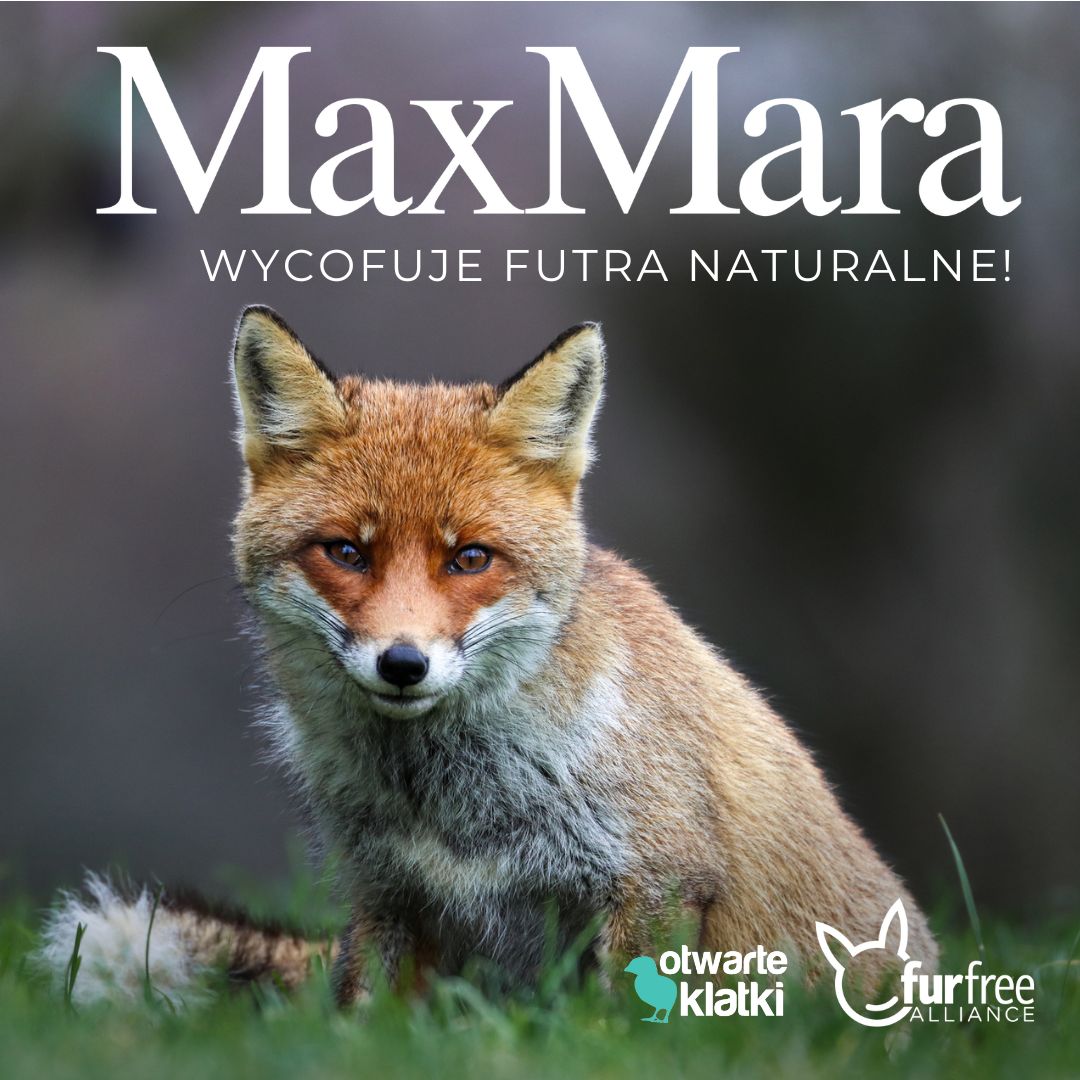 Włoska marka odzieżowa Max Mara rezygnuje z futer naturalnych
