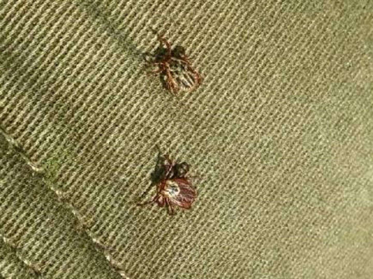 Plaga we Wrocławiu. "Duże znaczenie ma to, że nie mamy srogich zim"
