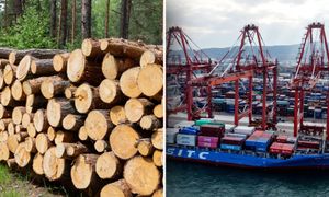 Eksport polskiego drewna do Chin. Rząd podał dane