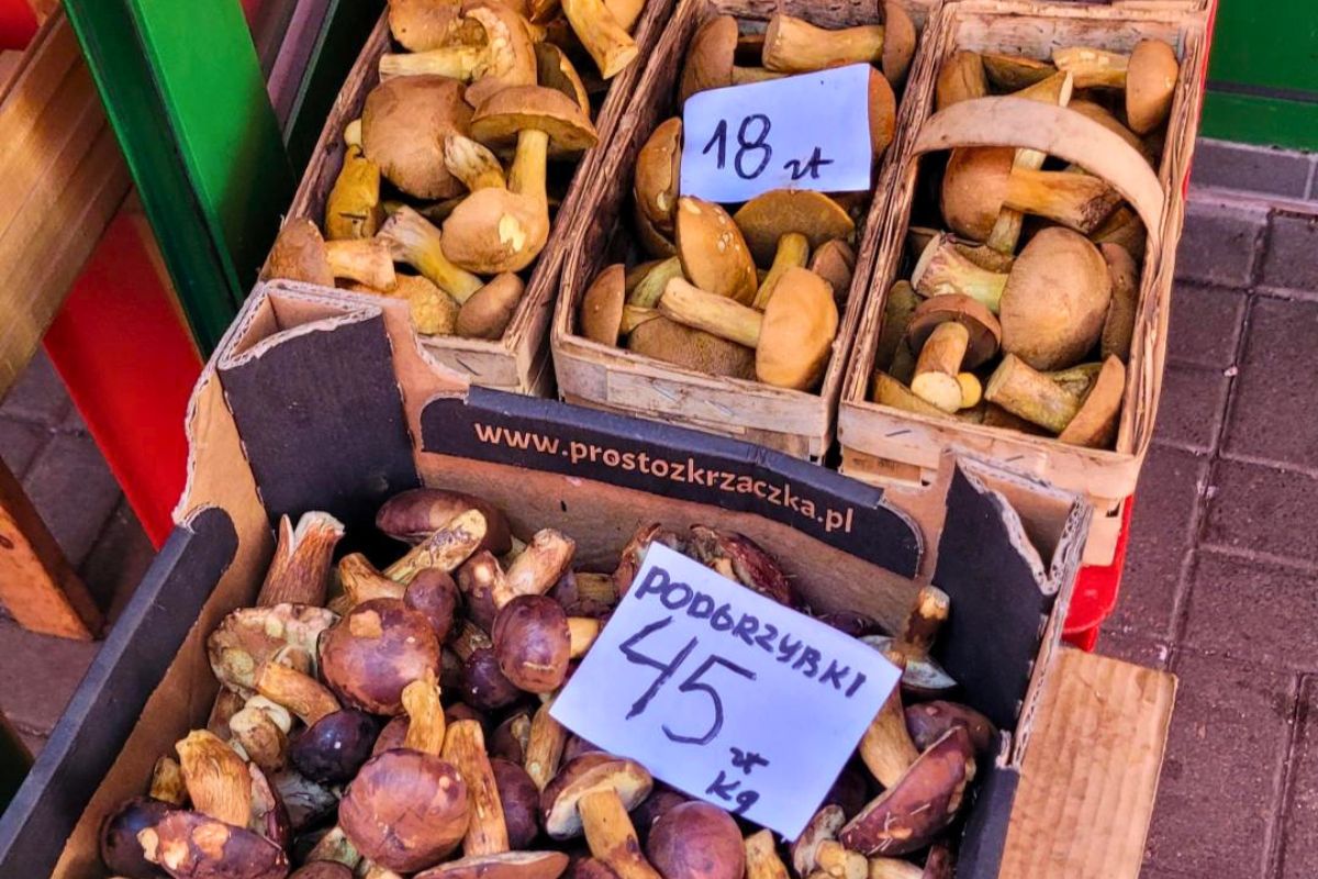 Ceny za maślaki sitarze i podgrzybki