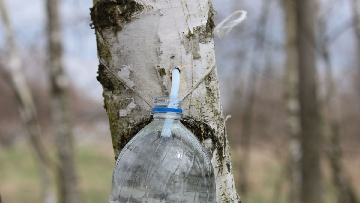 Zbieranie soku z brzozy 