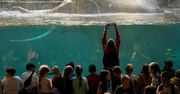Łódź: Słoń Taru z zoo nadal na rekonwalescencji po operacji