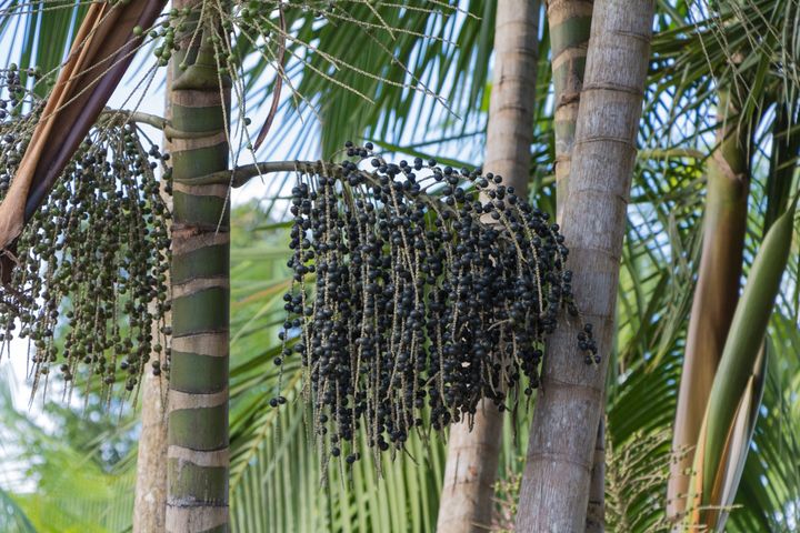 Acai rosną na palmach brazylijskich w lasach tropikalnych Ameryki Południowej