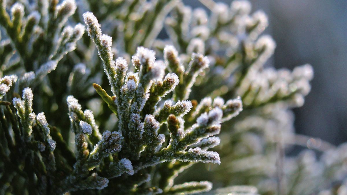 Przymrozki w Polsce wystąpiły po upalnych dniach.