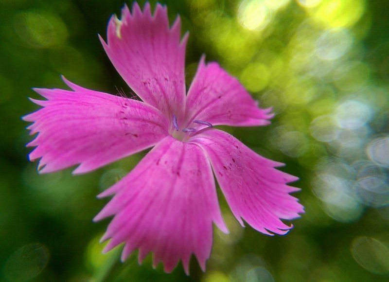 Sekrety mobilnej fotografii: zdjęcia makro 10