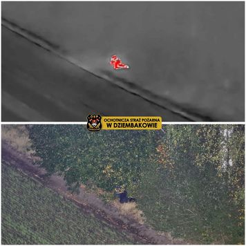 Nocne poszukiwania w powiecie sierpeckim. 54-latka znaleziono śpiącego w polu kukurydzy!