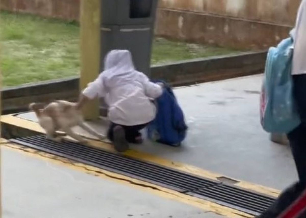 Malezyjska dziewczynka próbuje schować kota do plecaka