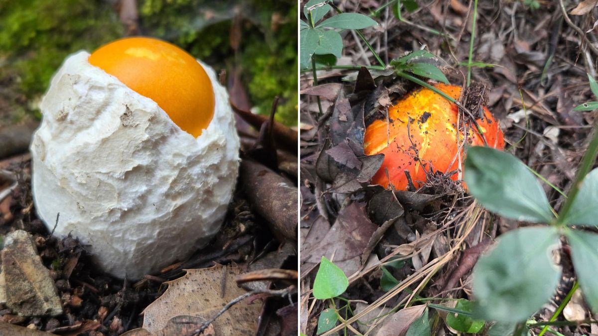 Odkrycie w lesie. Od zawsze o tym marzył.