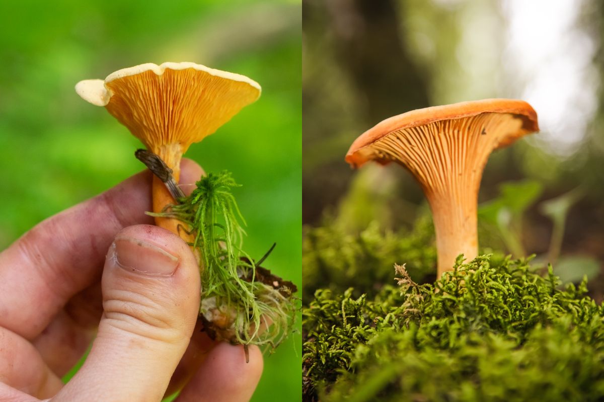 Chanterelle warning: Forest foragers urged to know the risks