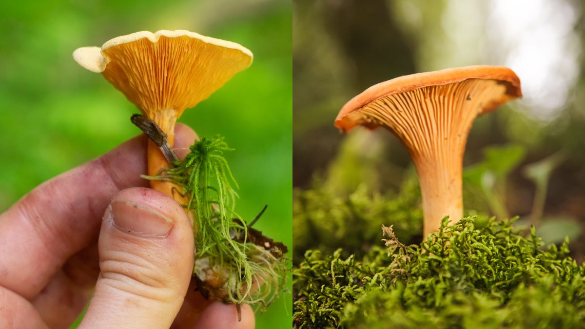 Kurki a lisówka. Jak je odróżnić?