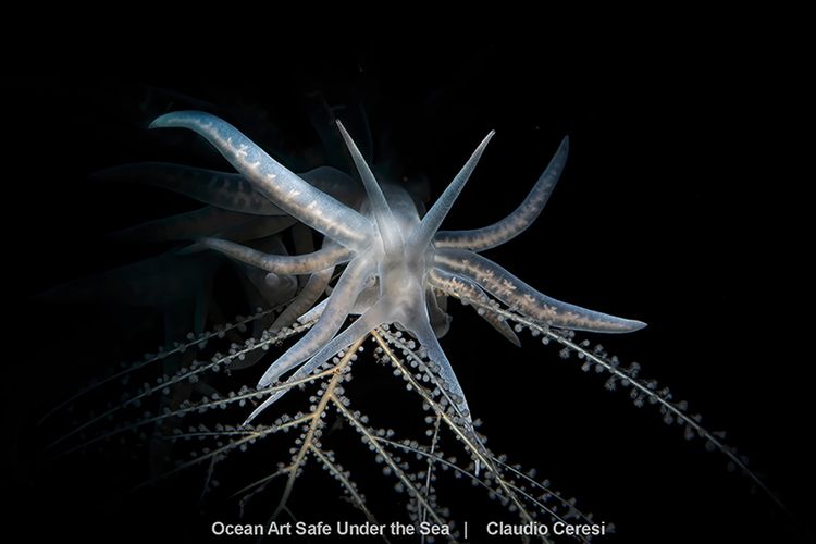 Najlepsze zdjęcia oceaniczne w konkursie Safe Under the Sea 14