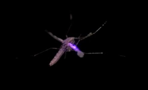 Death Star w akcji, czyli komar zestrzelony laserem (wideo)