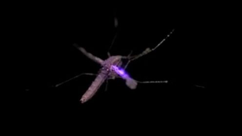 Death Star w akcji, czyli komar zestrzelony laserem (wideo) 1