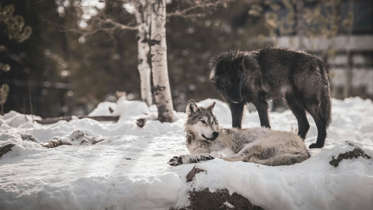 Uwaga na wilki. Apel do mieszkańców jednego regionu