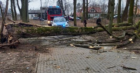 Drzewo runęło na 12-latkę. Nie żyje