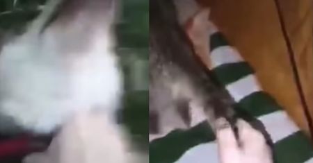 Na Dolnym Śląsku szukają "młodego dewianta". Jest okrutny