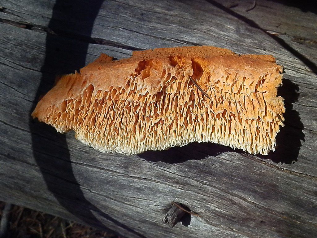 Pomarańczowiec bladożółty