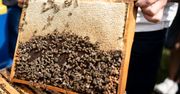 Ruszyło miodobranie. Pszczelarze mówią o utrudnionej produkcji