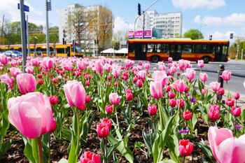 Warszawa będzie latem najpiękniejsza. "Posadzili tysiące roślin". Kolorowe kwiaty ozdobią pętle autobusowe