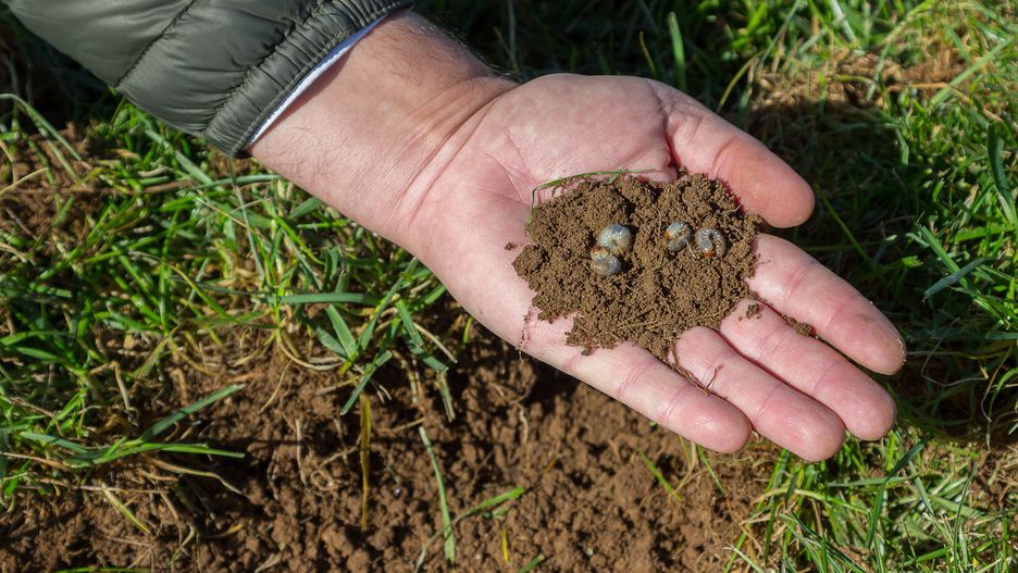 grubs, worms, insect, pest control, grass, lawn, lawn care, lawn mowing, landscaping