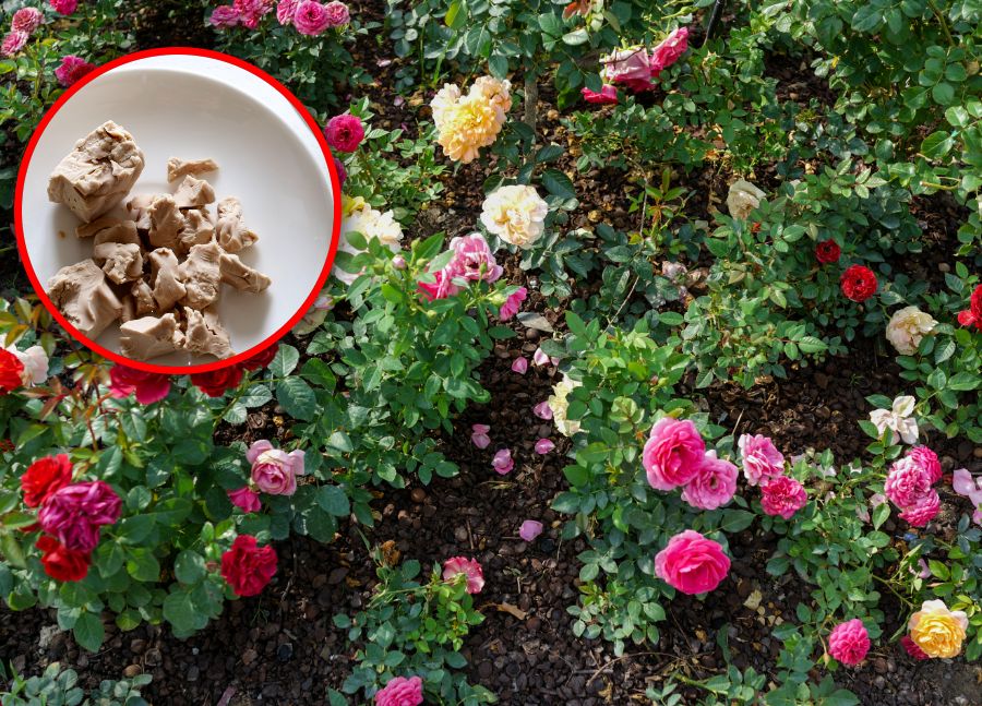 Wymieszaj z wodą i spryskaj róże. Tak ochronisz je przed chorobami grzybowymi