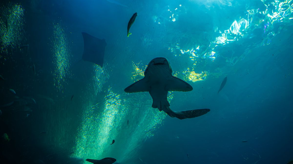 Rekin zebra w akwarium