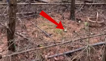 Poszli do lasu. I nagle taki widok. "Nie no, nie wierzę"