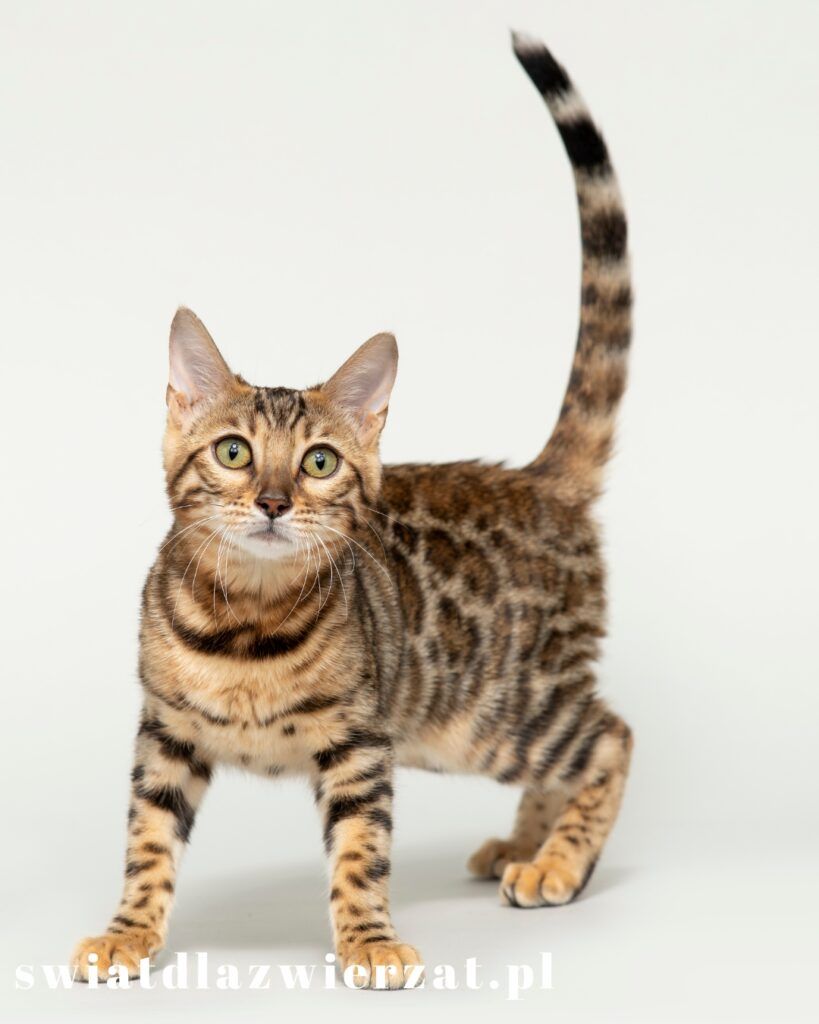 Bengal kot
