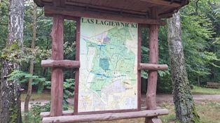 "Nie róbcie z lasu Disneylandu". Mieszkańcy oburzeni planowanymi inwestycjami w Lesie Łagiewnickim
