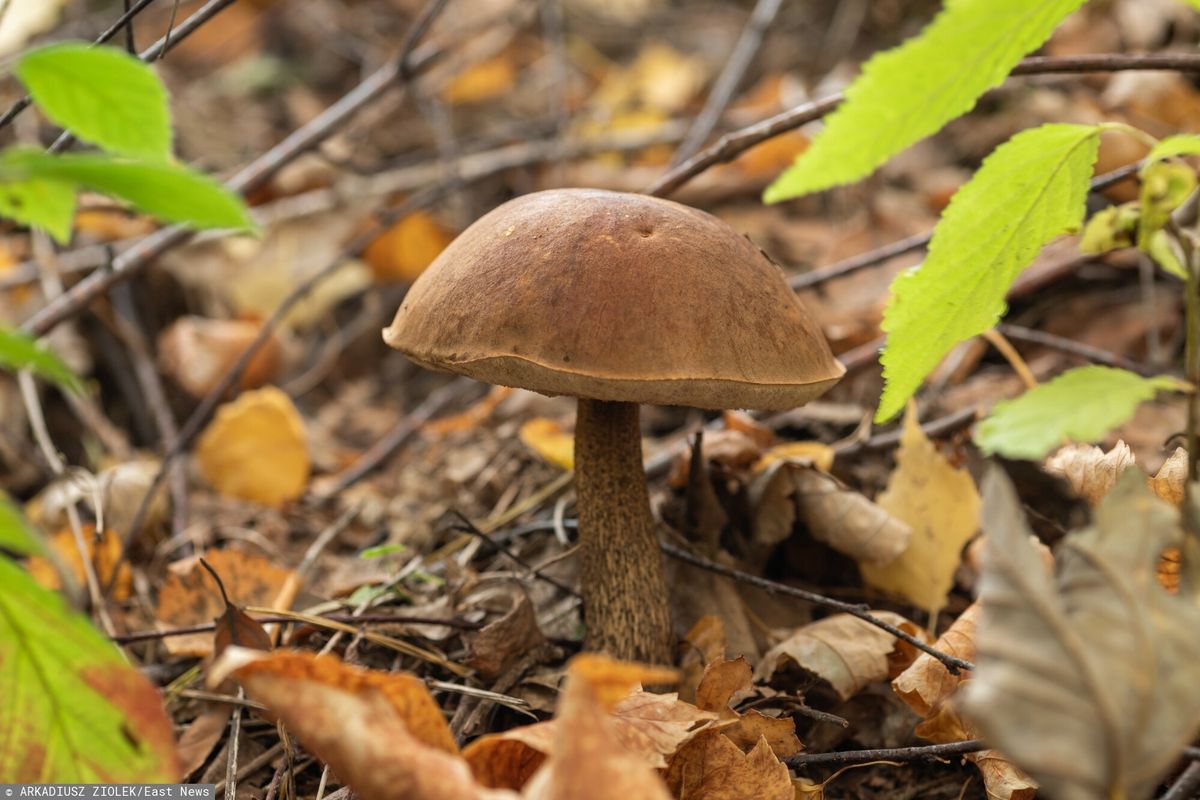 Coraz więcej grzybów pojawia się w polskich lasach