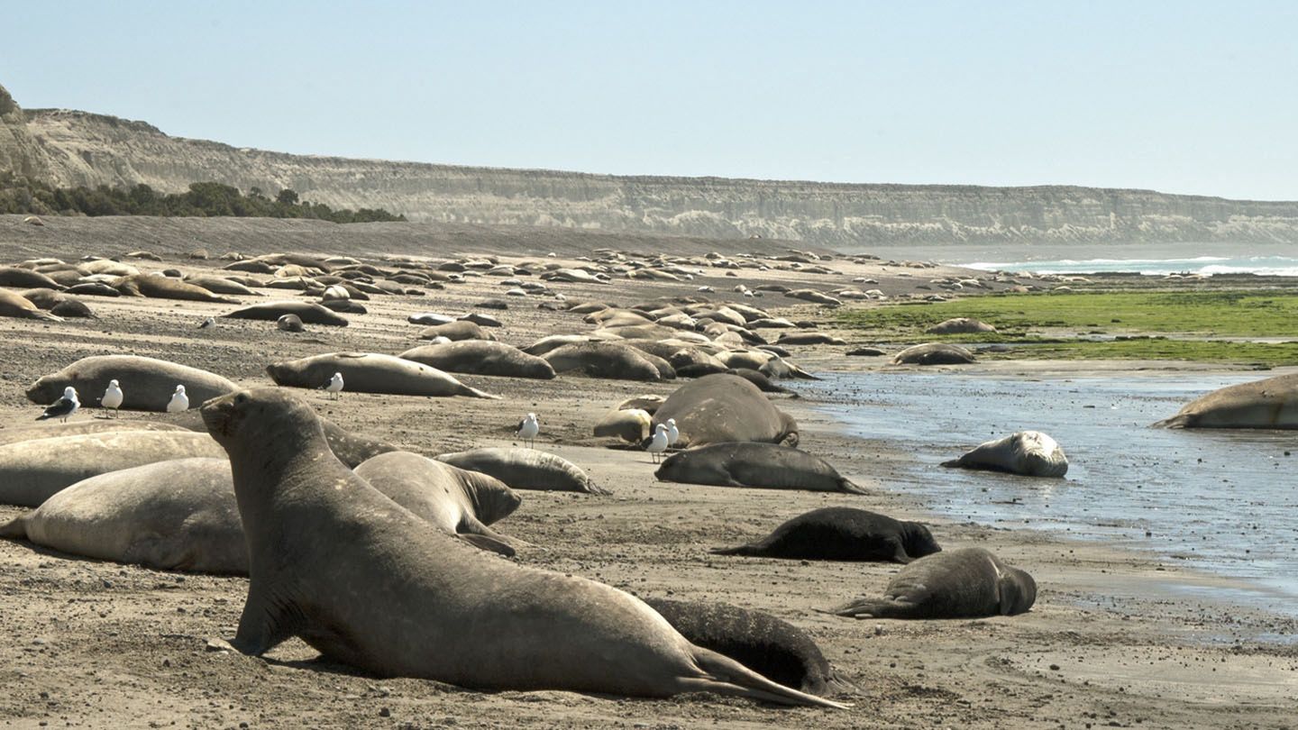 Populacja słoni morskich na wybrzeżu Patagonii (WCS Argentina)
