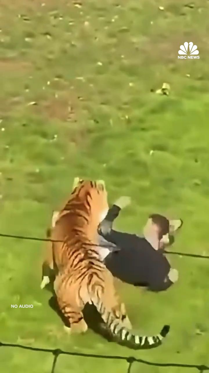 Atak tygrysa na mężczyznę w brytyjskim zoo